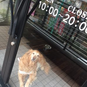 か、看板犬っ(◉ω◉* )？？イメージ