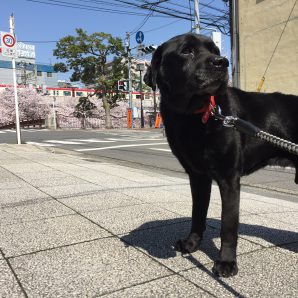 本日のお客様( ˘ ³˘)♥ ﾟ+｡:.ﾟイメージ