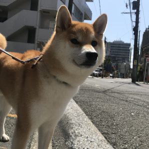 柴犬コンビ+.ﾟ(●´I`)bﾟ+.ﾟイメージ