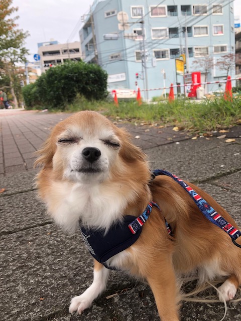 お散歩幸せ～(∩˃o˂∩)♡イメージ