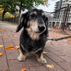 落ち葉の道をお散歩🍂イメージ