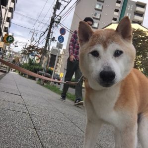 気持ちの良い秋晴れの一日でした　(●*’v`*人).o０♪イメージ