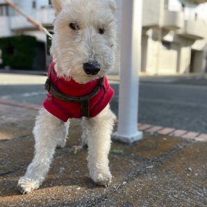 お散歩日和です☀･ﾟ:*(*◕ω◕)ﾉイメージ