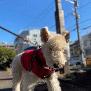 気持のよいお天気の週末ですね(○ ⚈ ◡ ⚈ ○)イメージ