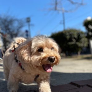 気持ちの良い週末ですね(○ ⚈ ◡ ⚈ ○)イメージ