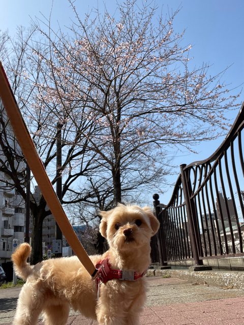 桜が散ってきましたネ✿イメージ