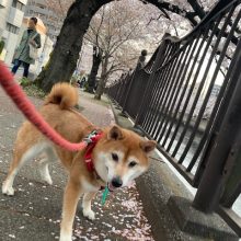 今日も大岡川は盛り上がっていました！イメージ