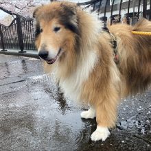 今日はあいにくの雨でした、、、イメージ