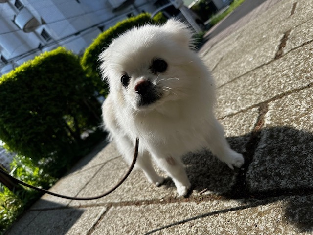 天気が良くてお散歩日和でしたイメージ