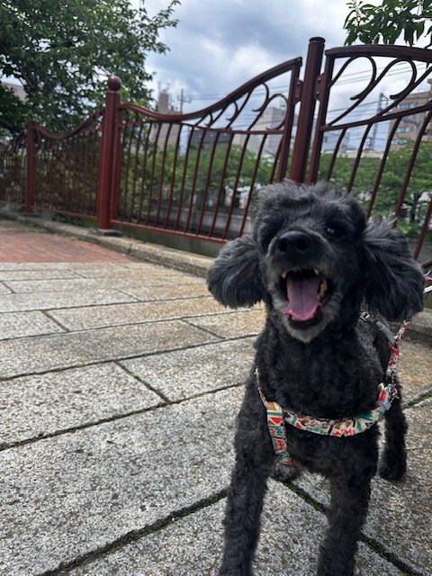 午後は残念ながら雨でした(/_;)イメージ