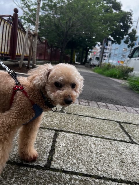 曇り空な天気です(*´з`)イメージ