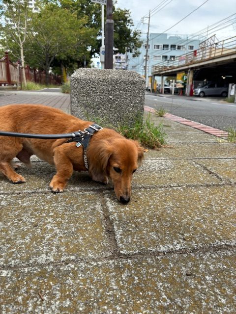 夕方にゲリラ豪雨です(ﾟДﾟ;)！イメージ