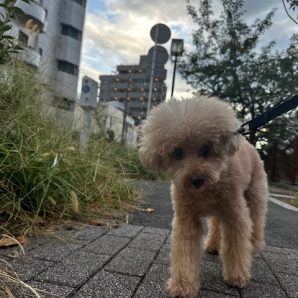 9月後半なのにまだまだ暑いです😰イメージ