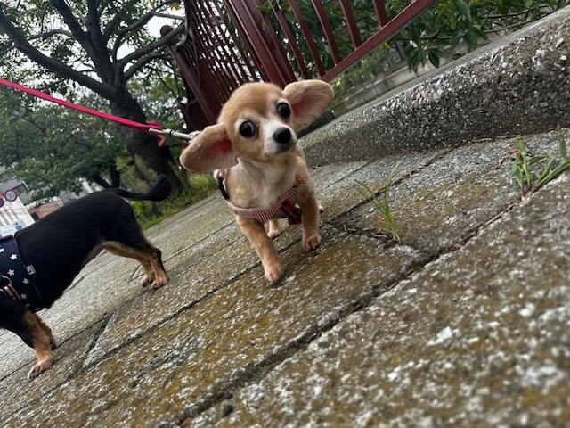 秋風が気持ちいいです(*´з`)イメージ