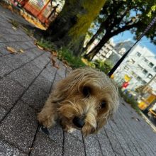 夏に逆戻りの1日でした(;´Д｀)イメージ