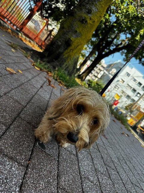 夏に逆戻りの1日でした(;´Д｀)イメージ