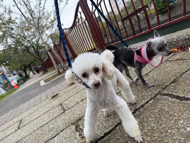 午後からはずーっと雨でした☔イメージ