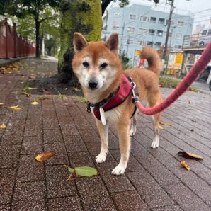 本日も雨が続いています(´;ω;｀)イメージ