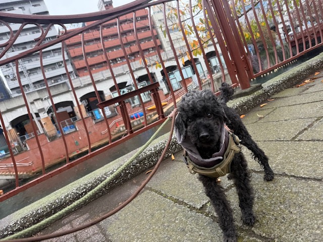 今日は雨模様で退屈そうでした(+_+)イメージ