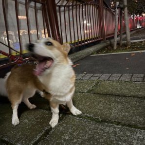 今日は天気のいいお散歩日和です‼イメージ