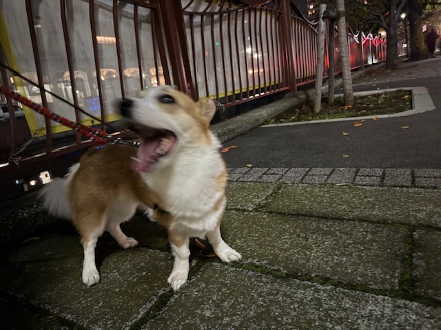 今日は天気のいいお散歩日和です‼イメージ