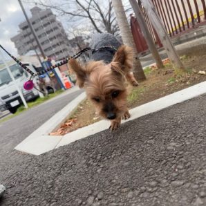 変わらないメンバーでお散歩です😉イメージ