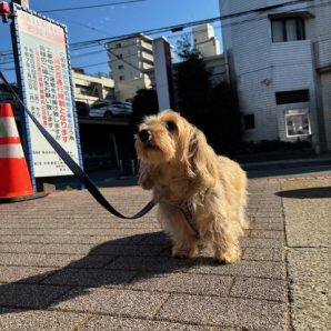 老犬たちには厳しい季節になってきました(>_<)イメージ