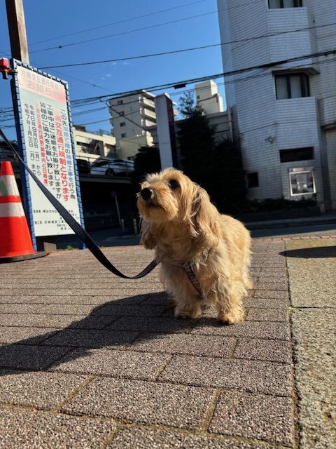 老犬たちには厳しい季節になってきました(>_<)イメージ