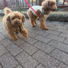 今日はお散歩日和でした☀イメージ