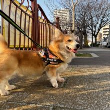 大岡川の桜も少しずつ咲いてきましたΣ(･ω･ﾉ)ﾉ！イメージ