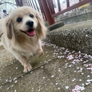今日も朝夕のお散歩に行けました(*^▽^*)イメージ