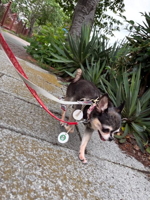 今日は涼しい日でした(^^♪イメージ