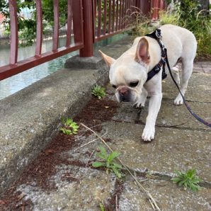 明日は雨のようですね(-_-)イメージ