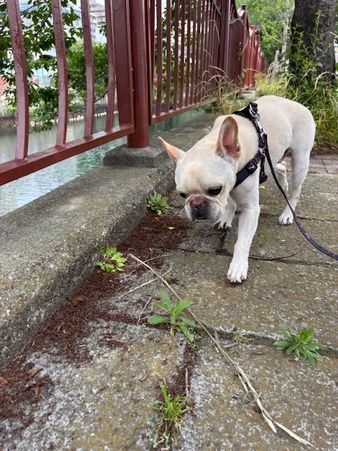 明日は雨のようですね(-_-)イメージ