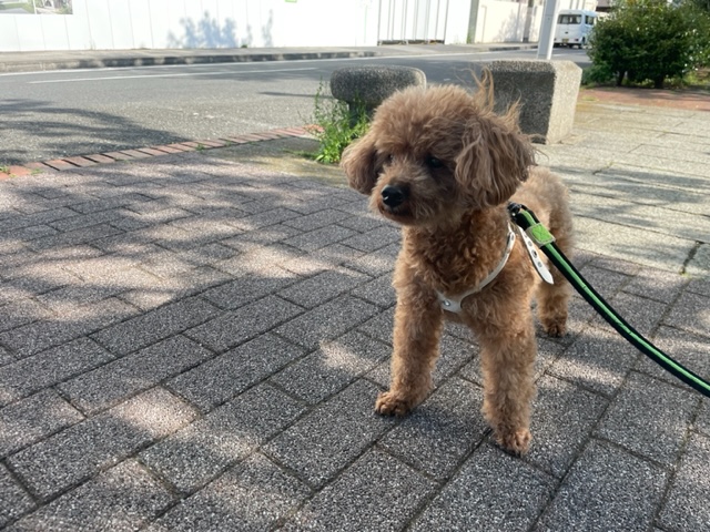 朝は少し涼しかったです(*^^*)イメージ