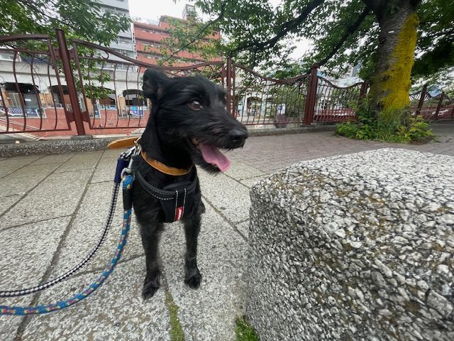 曇り空の一日でした(*^_^*)イメージ