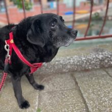 老犬組も元気いっぱいです(*^-^*)イメージ
