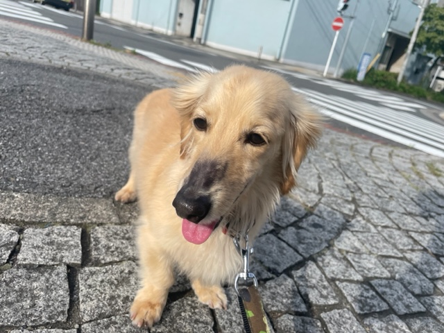 ホテルが賑やかです(*^^*)イメージ