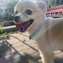 涼しい時間からお散歩へ出発です♬イメージ