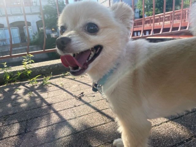 涼しい時間からお散歩へ出発です♬イメージ