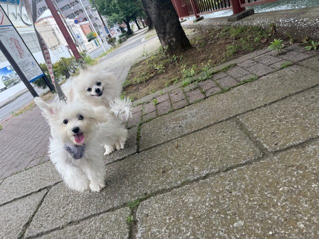 にぎやかです～イメージ