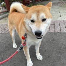 曇りで涼しい1日でした(*´▽｀*)イメージ