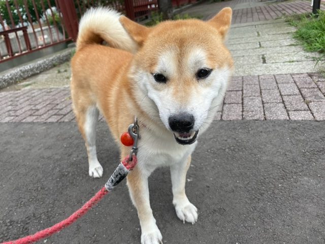 曇りで涼しい1日でした(*´▽｀*)イメージ