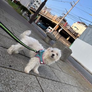 トリミング組もホテル組もいい子ばかり🎵イメージ