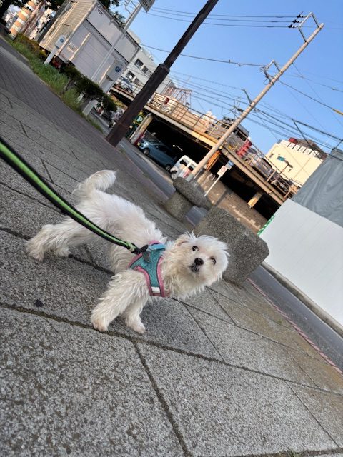 トリミング組もホテル組もいい子ばかり🎵イメージ