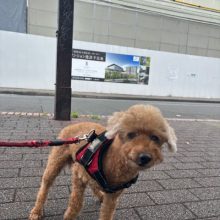 曇り空が続きます(*_*;イメージ
