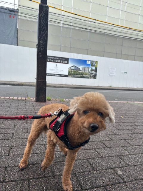 曇り空が続きます(*_*;イメージ