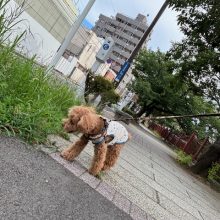 今日もワンちゃんがいっぱいでした(#^.^#)イメージ