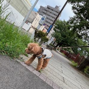 今日もワンちゃんがいっぱいでした(#^.^#)イメージ