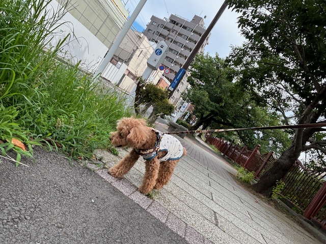 今日もワンちゃんがいっぱいでした(#^.^#)イメージ